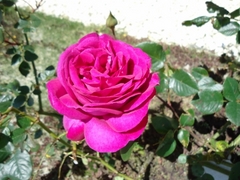 Osato Laboratory Garden full of Beautiful Roses